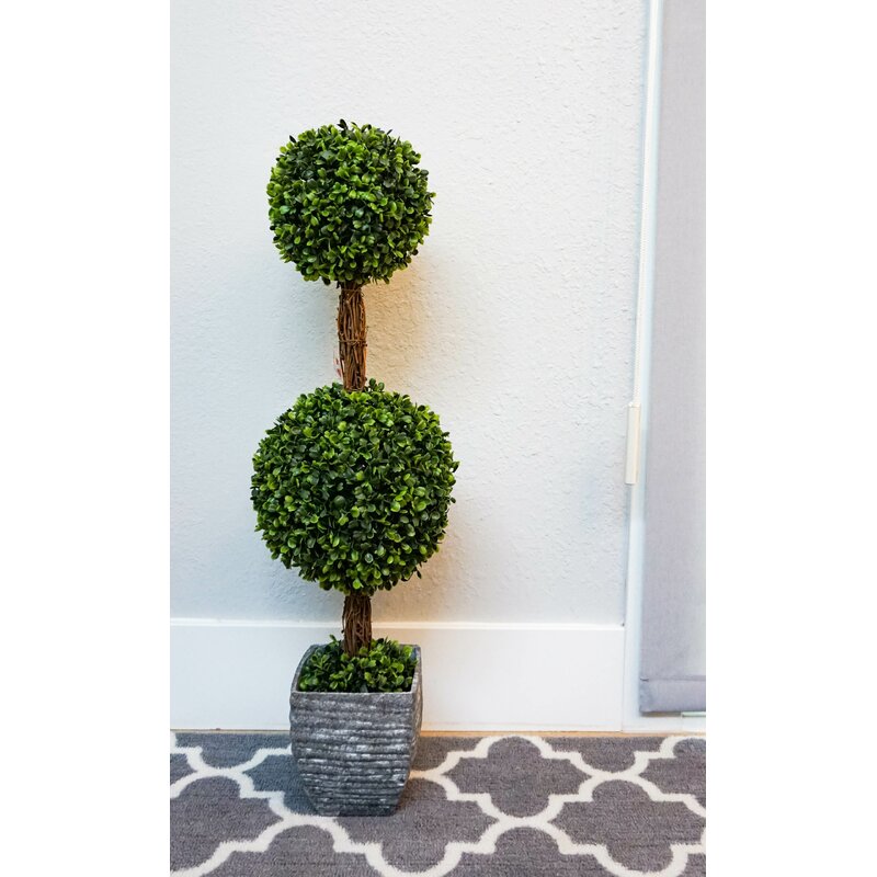 Desktop Double Ball Shaped Boxwood Topiary In Pot Reviews Joss Main